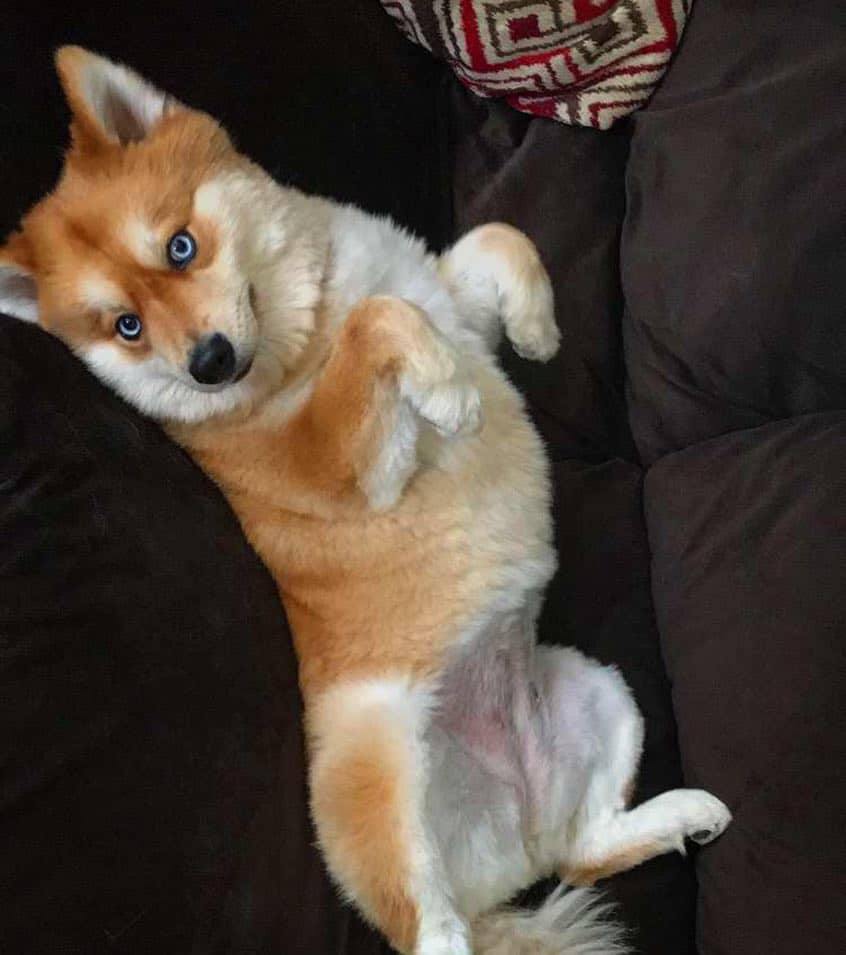 mya the pomsky mix lying on back