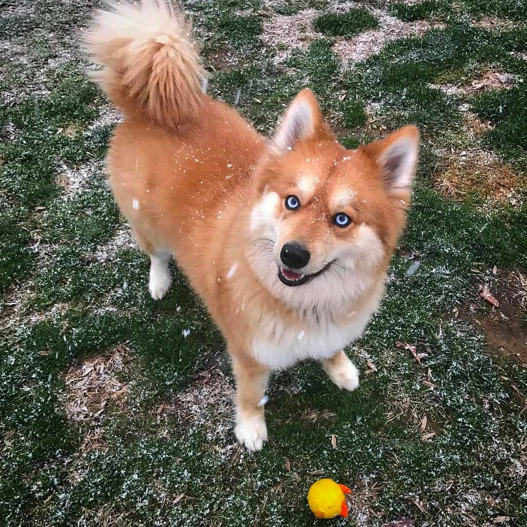 mya the pomsky mix