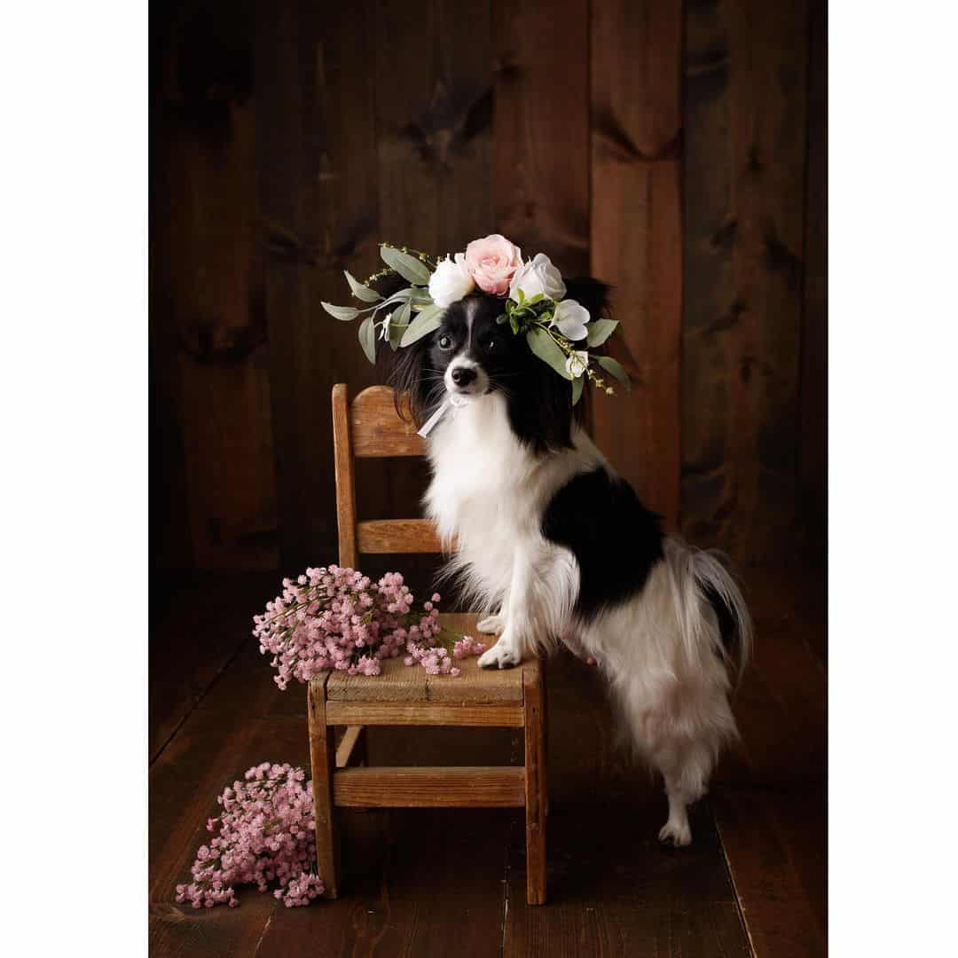 papillon having a maternity photoshoot