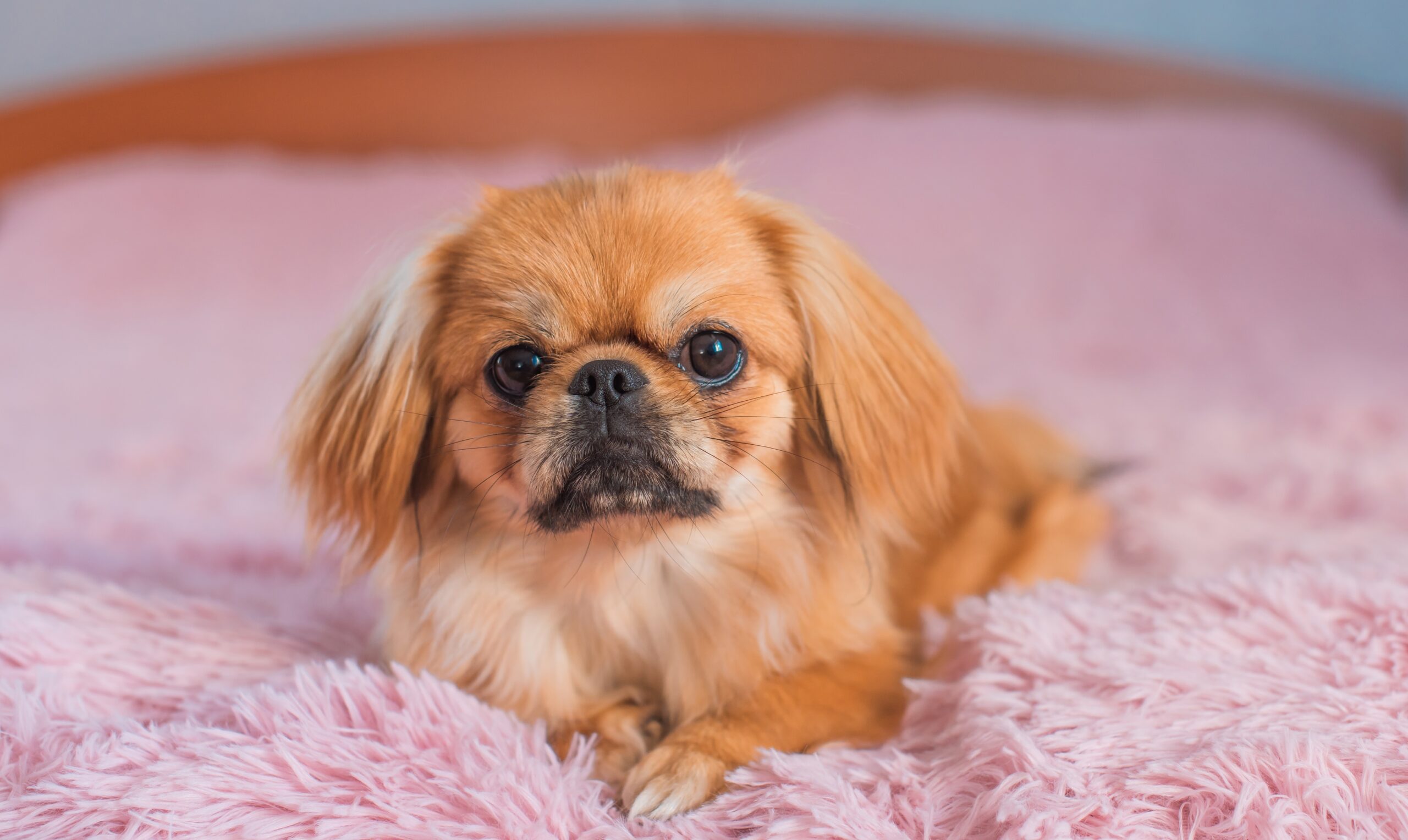 pekingese on a bed