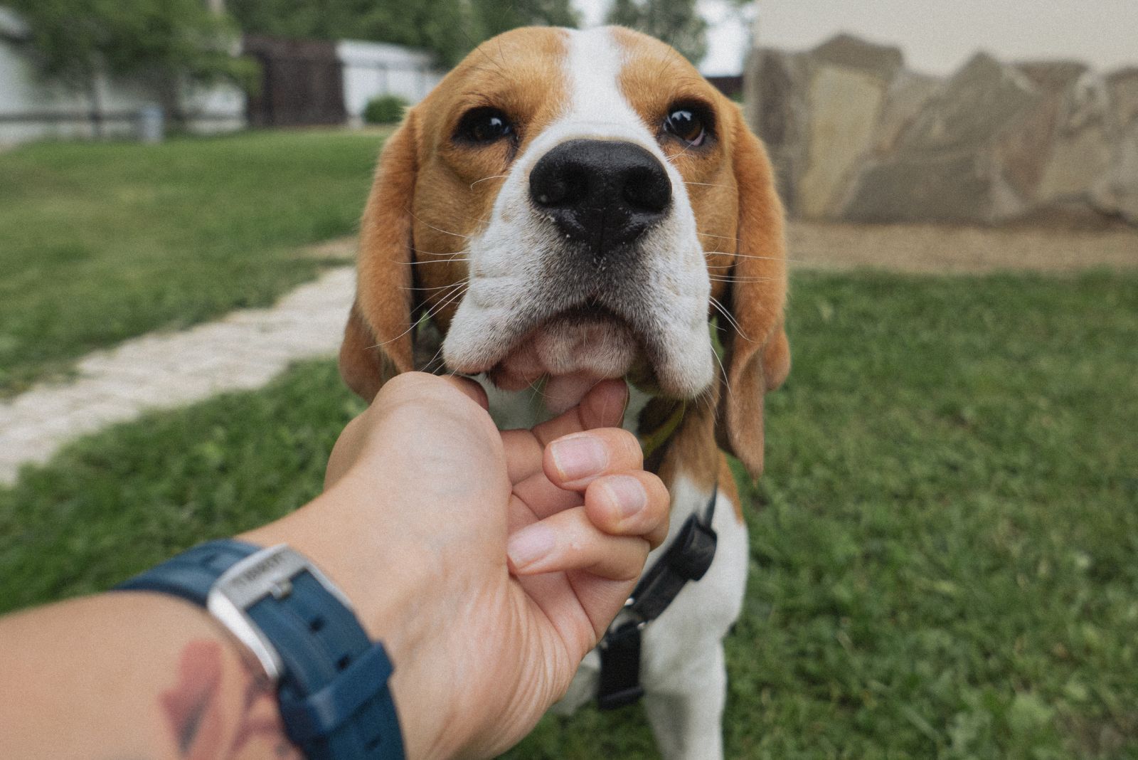 person petting a beagle