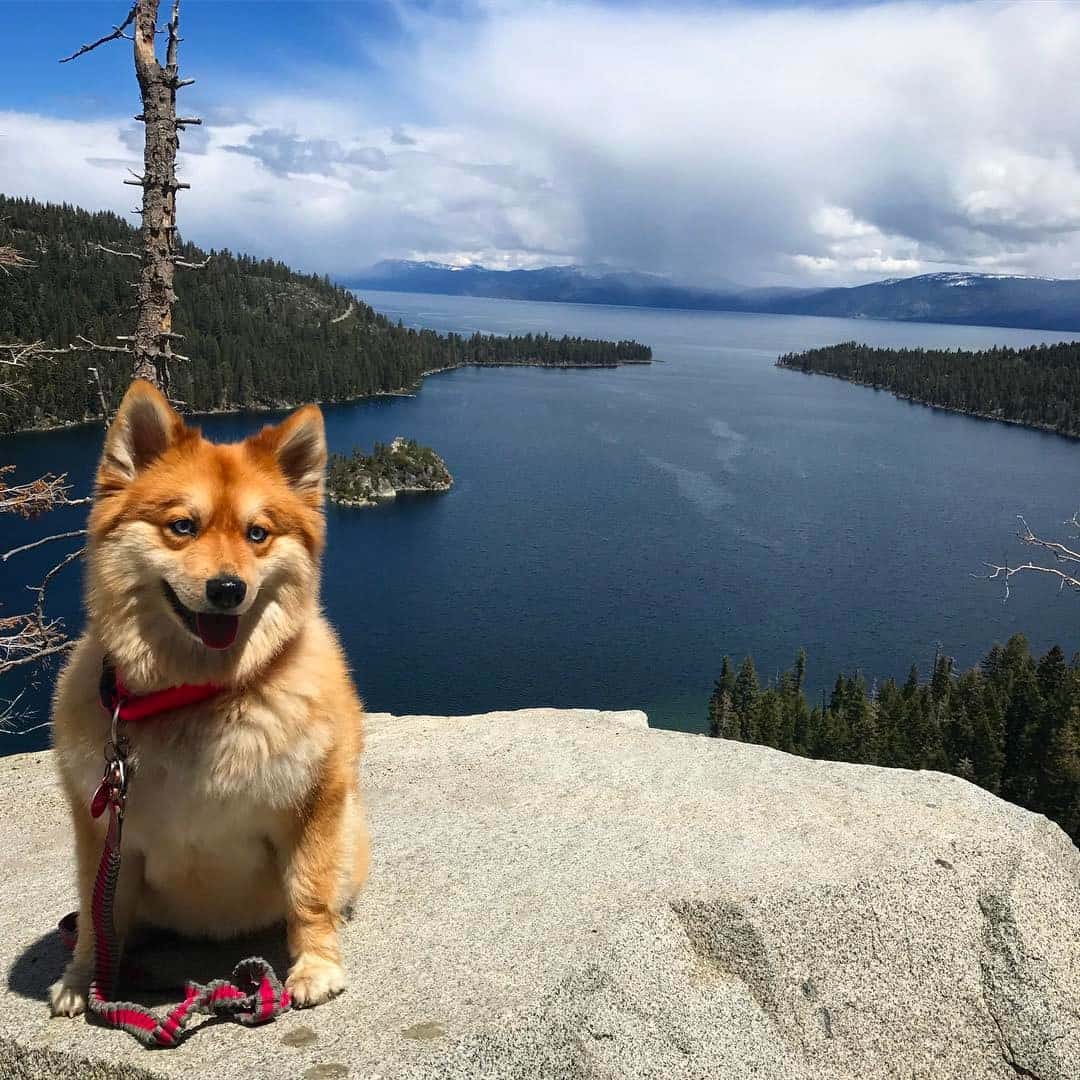 photo of Mya, the pomsky mix who resembles a fox