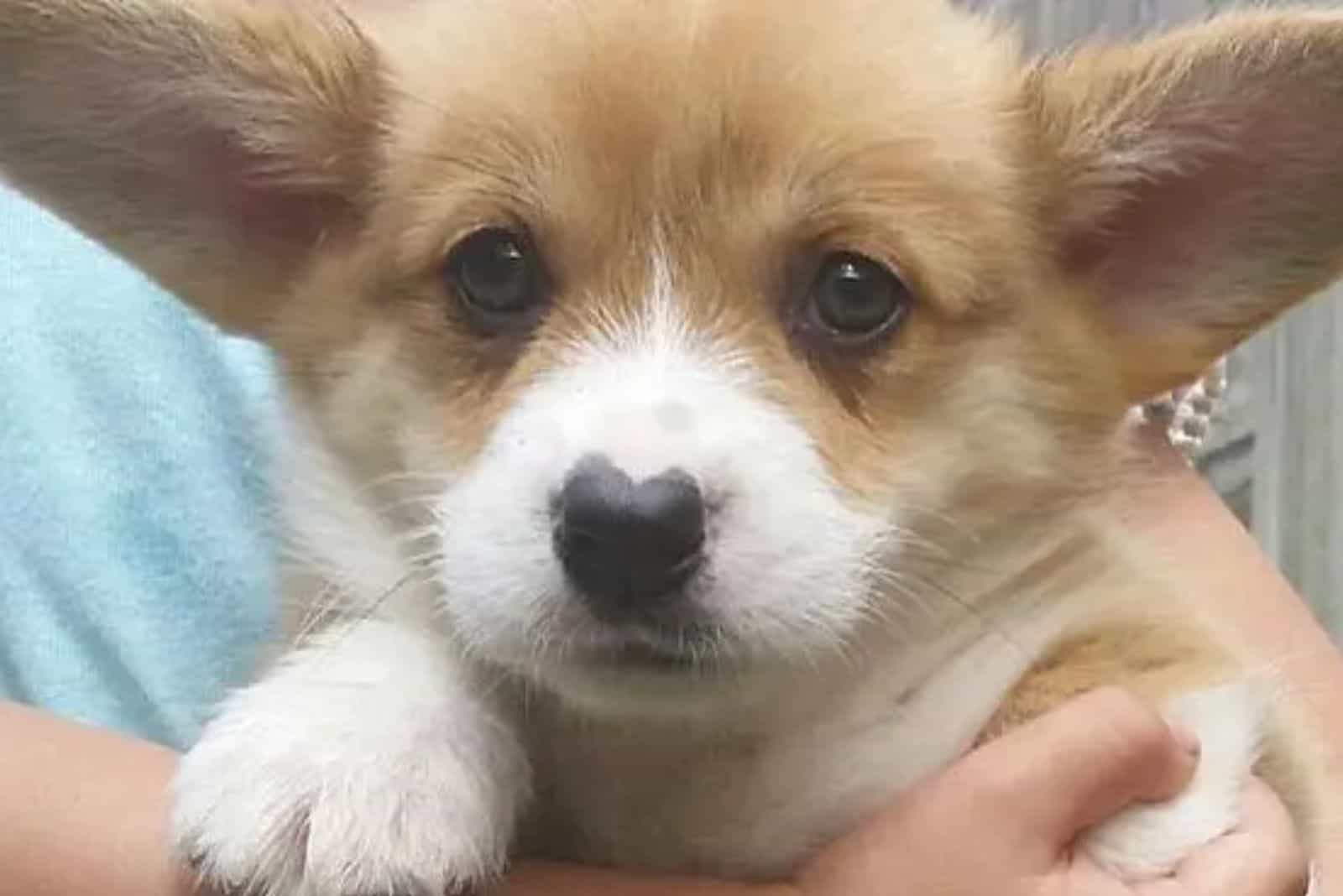 photo of Wallace the corgi