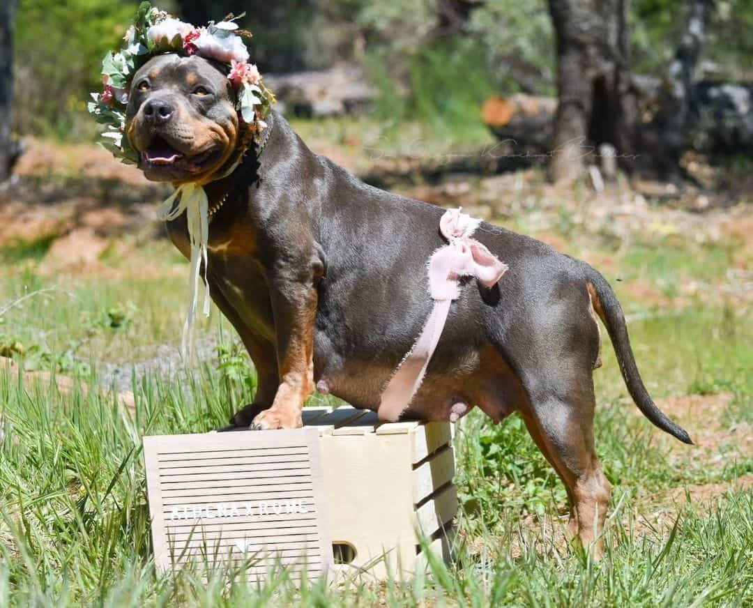 pregnant bully photoshoot