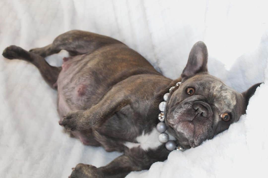 pregnant frenchie having a photoshoot