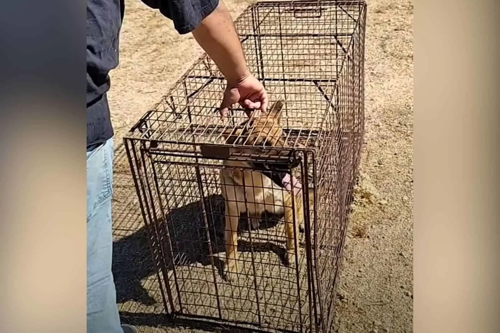 rescued german shepherd in a cage