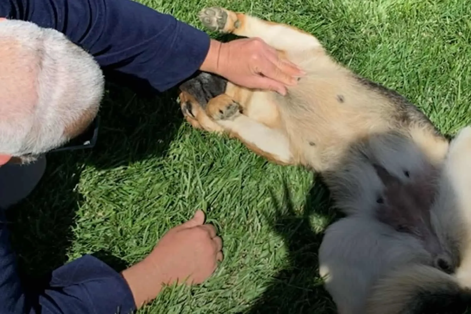 rescued german shepherd plays with new owners