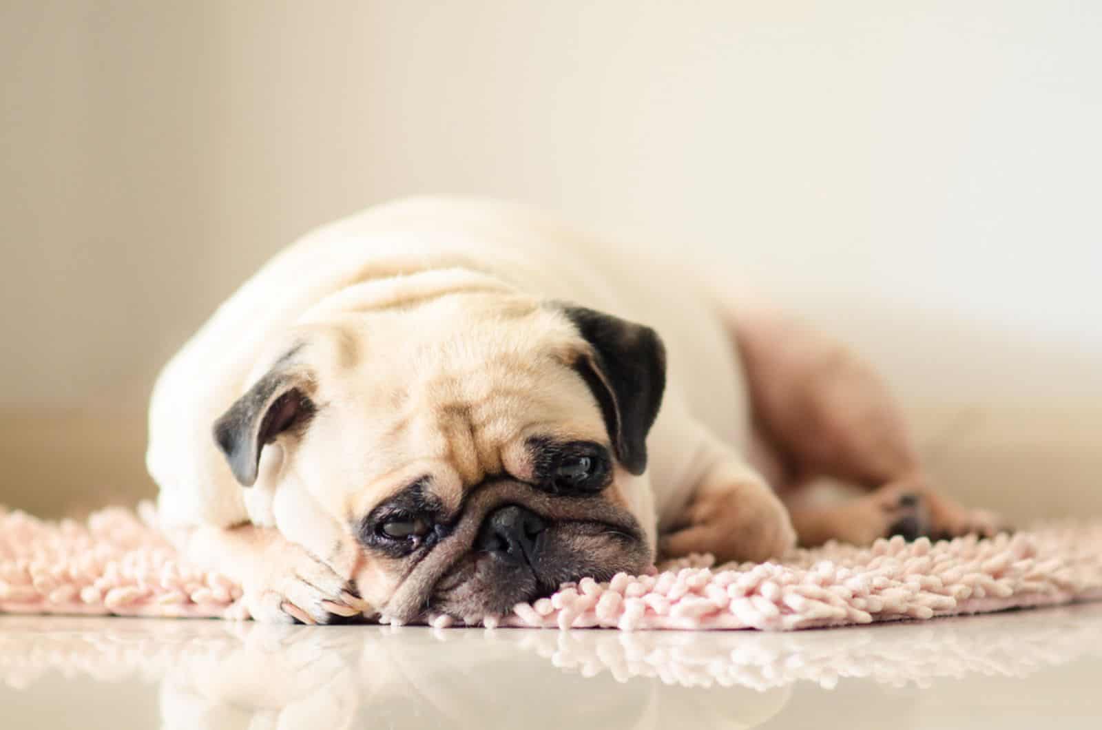 sad pug dog lying on the carpet