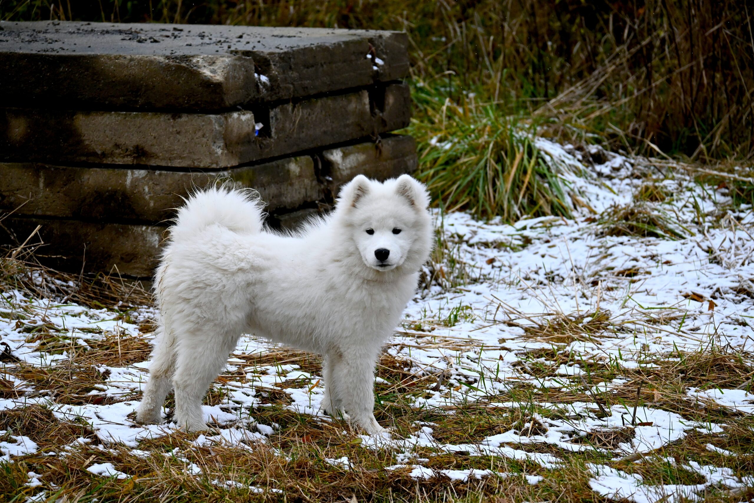 samoyed dog in snow