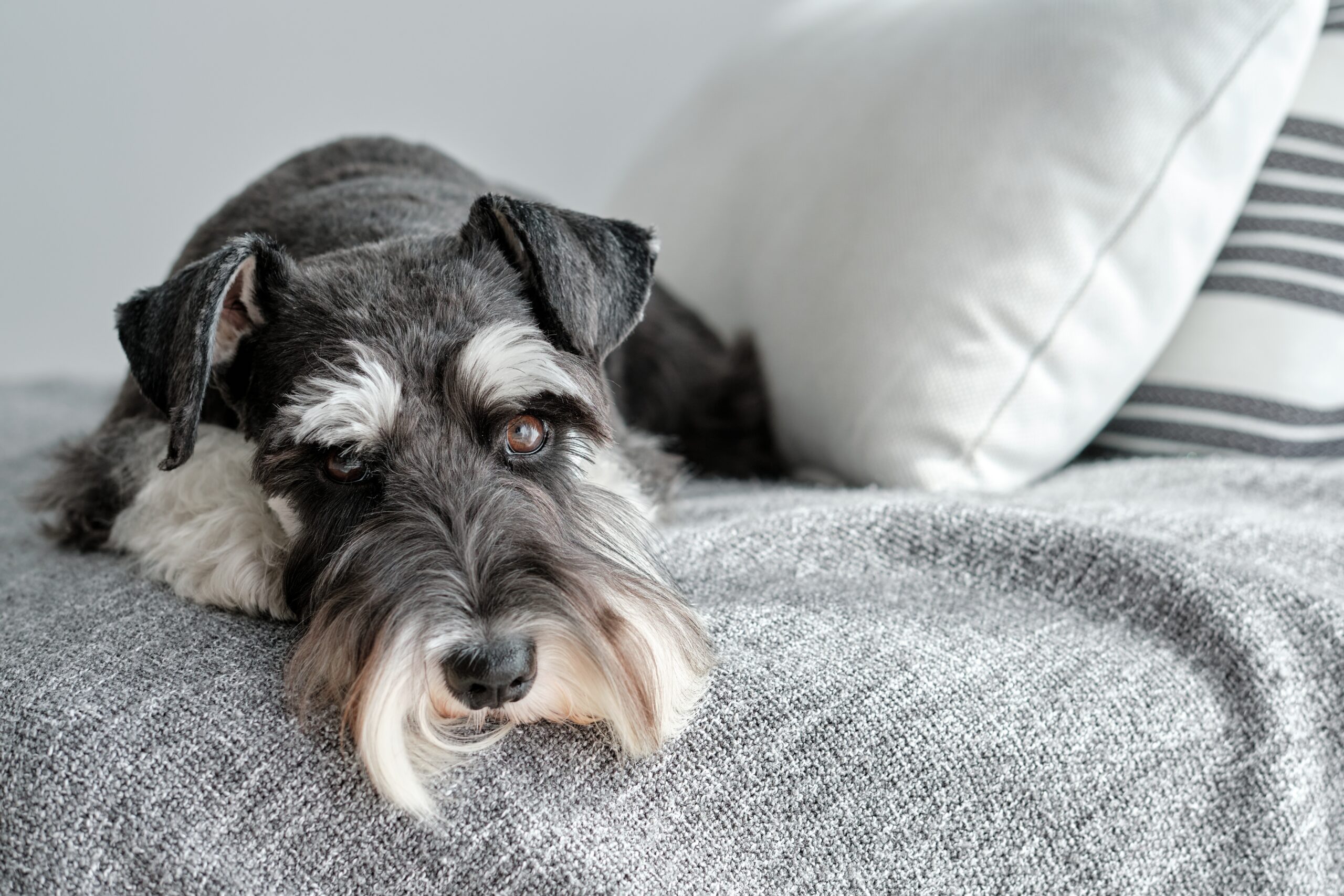 schnauzer dog lying on a bed