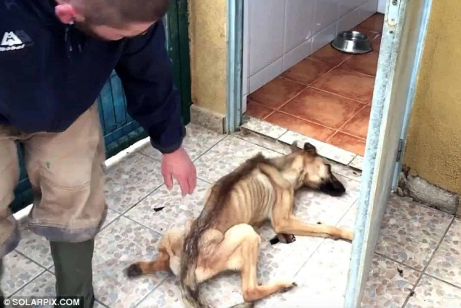 starving puppy lying on the floor beside a man