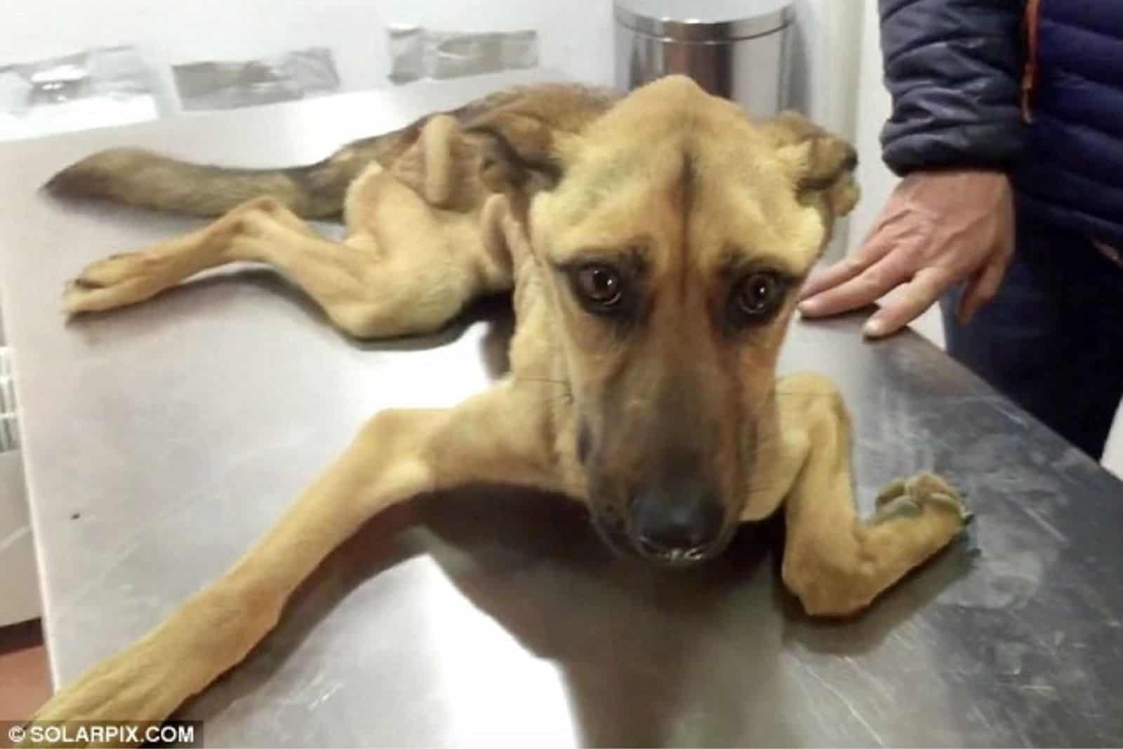 starving puppy lying on table