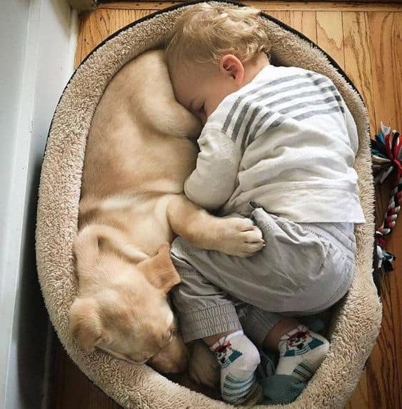 the child sleeps in the bed with the dog