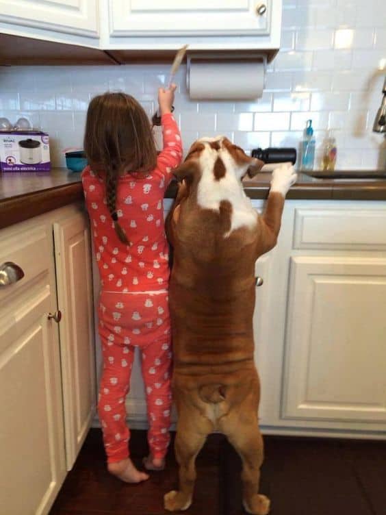 the dog keeps the little girl company in the kitchen