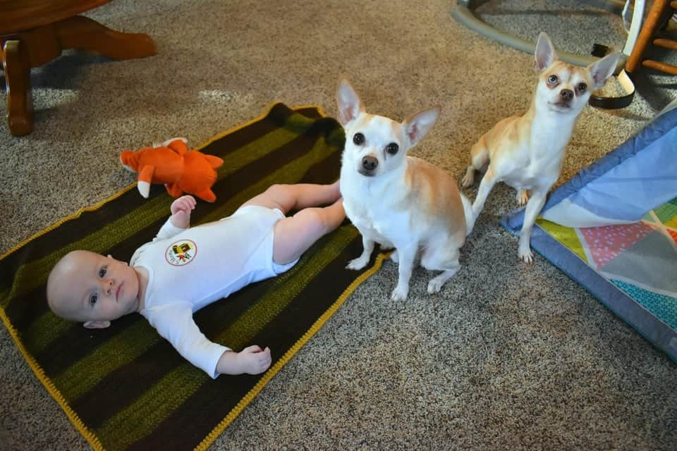 two cute dogs are sitting next to the boy