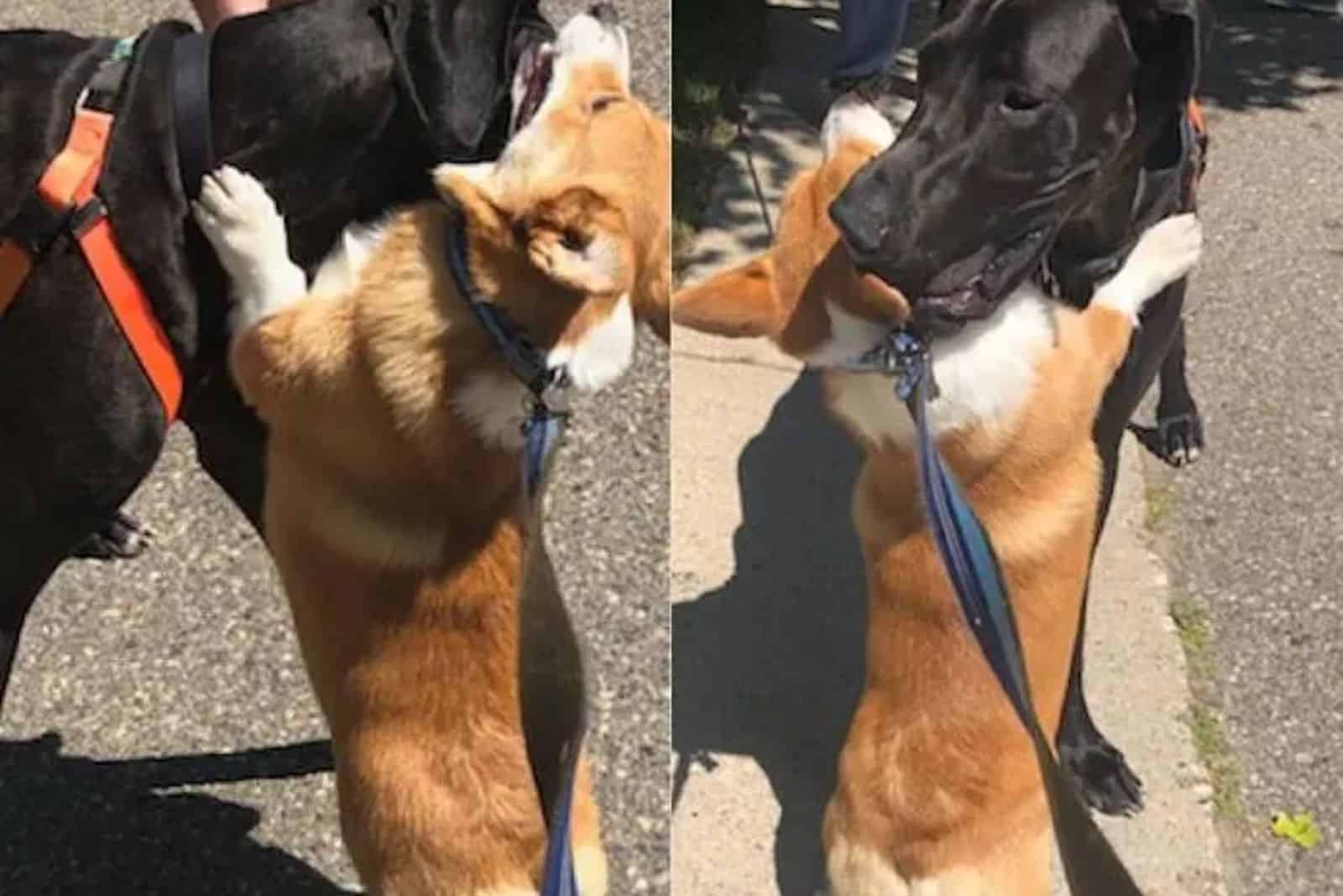 wallace hugging a black lab