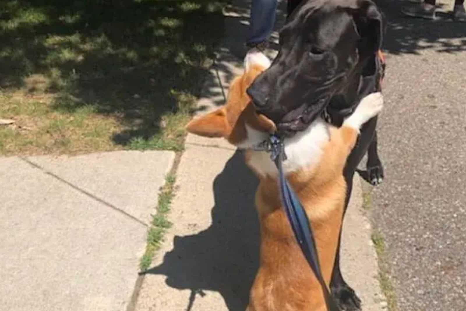 wallace hugging another dog