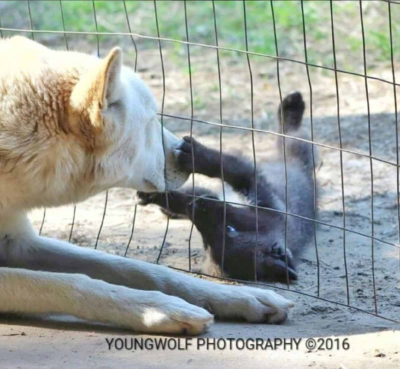 white dog playing with a puppy outdoors