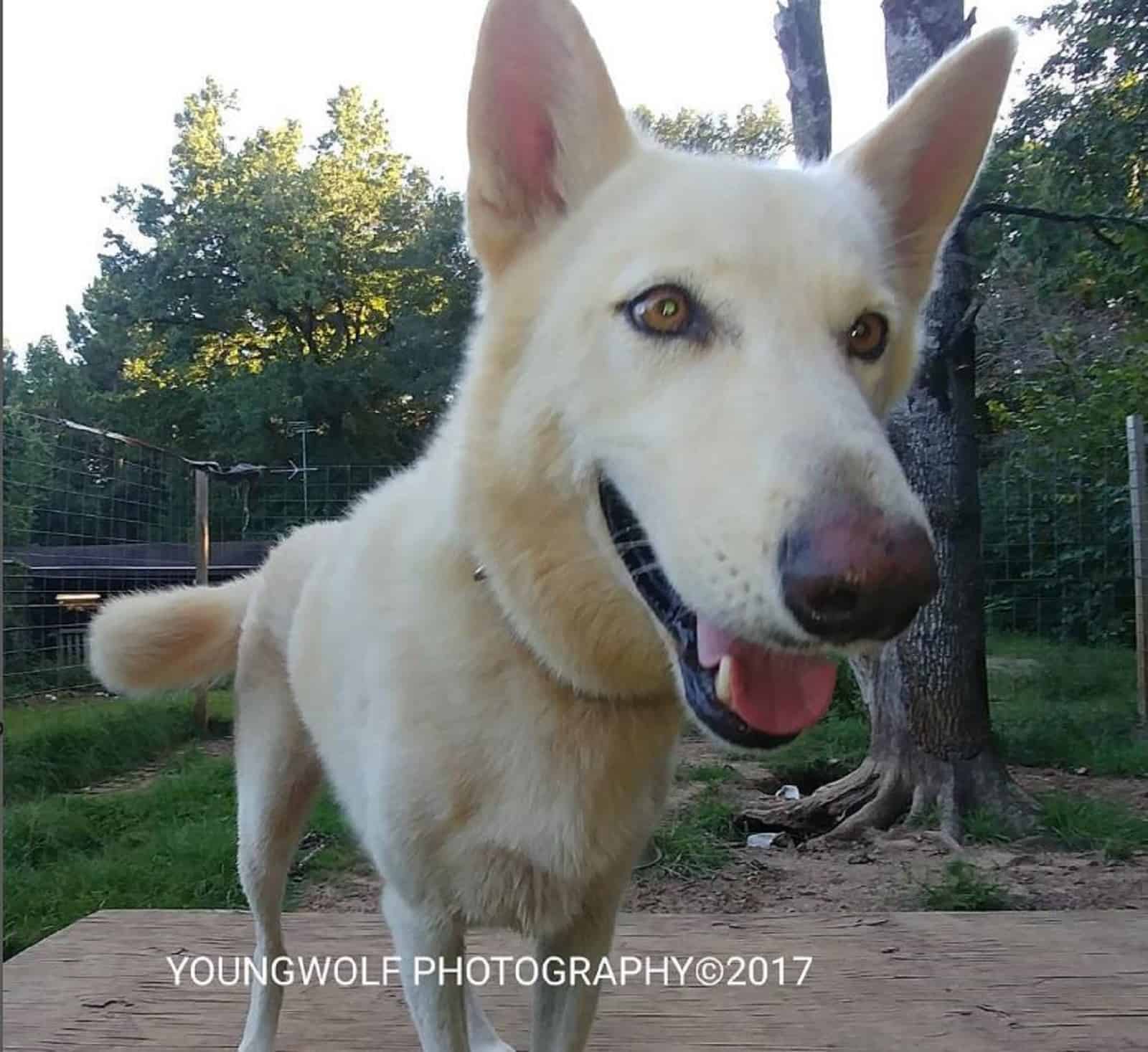 white dog with a bit of wolf blood