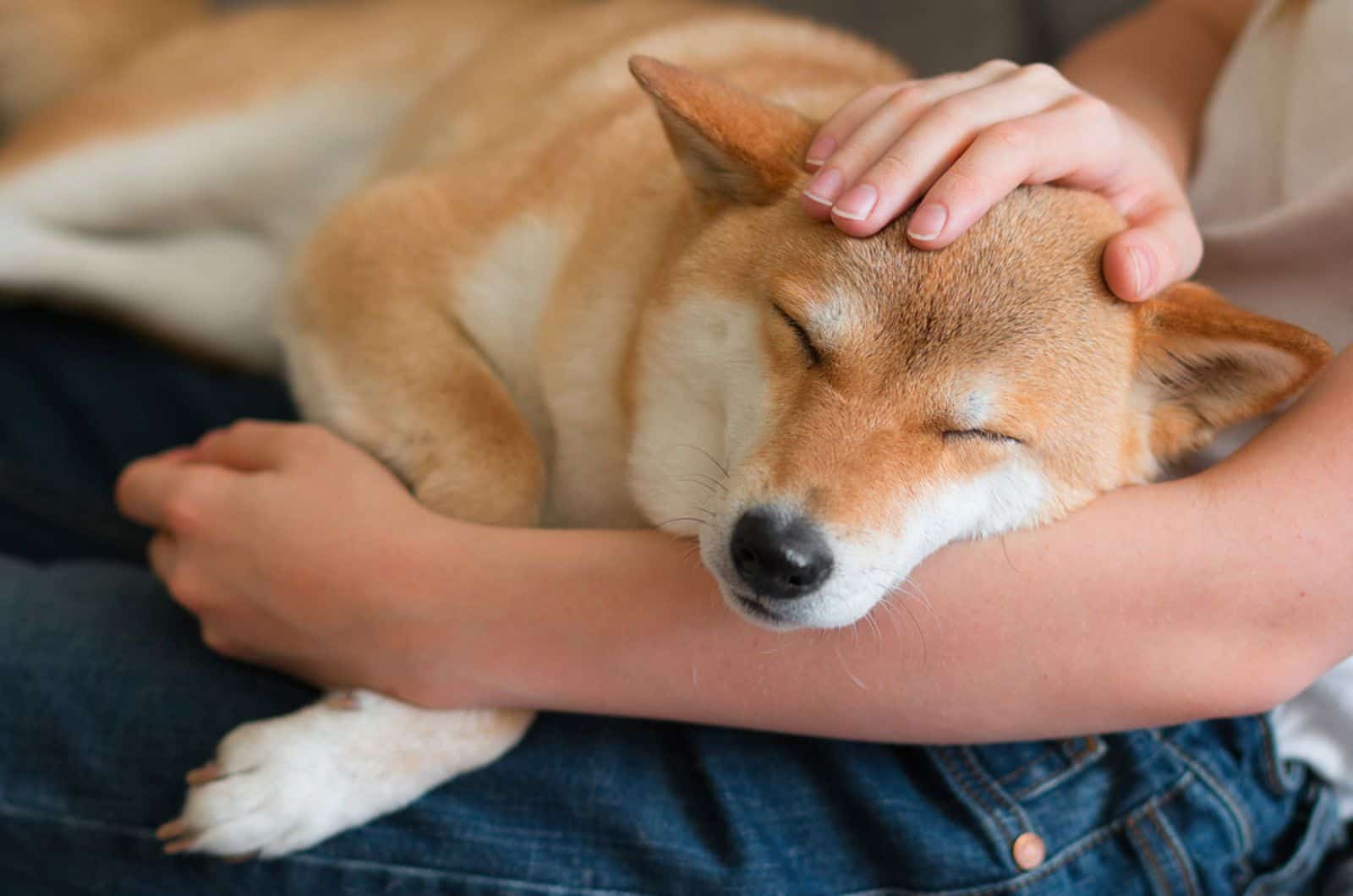 woman petting a dog shiba inu sleeping on her lap