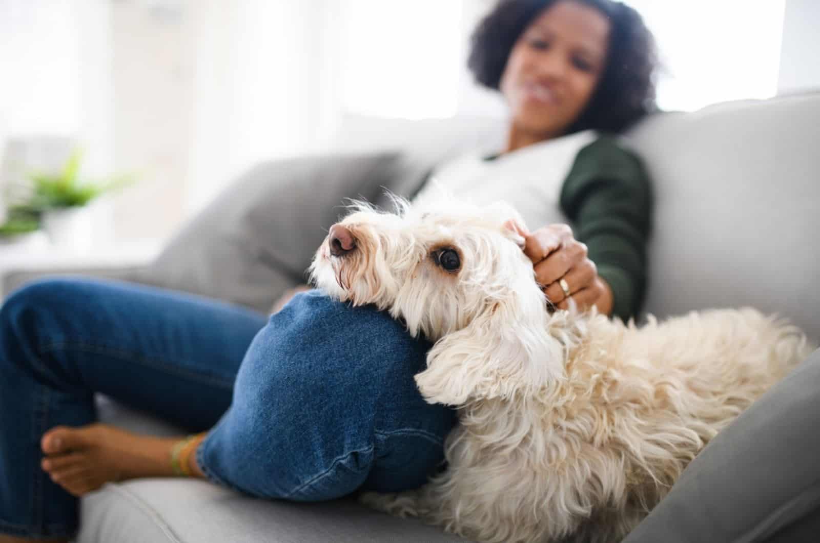 woman playing with a dog on the couch
