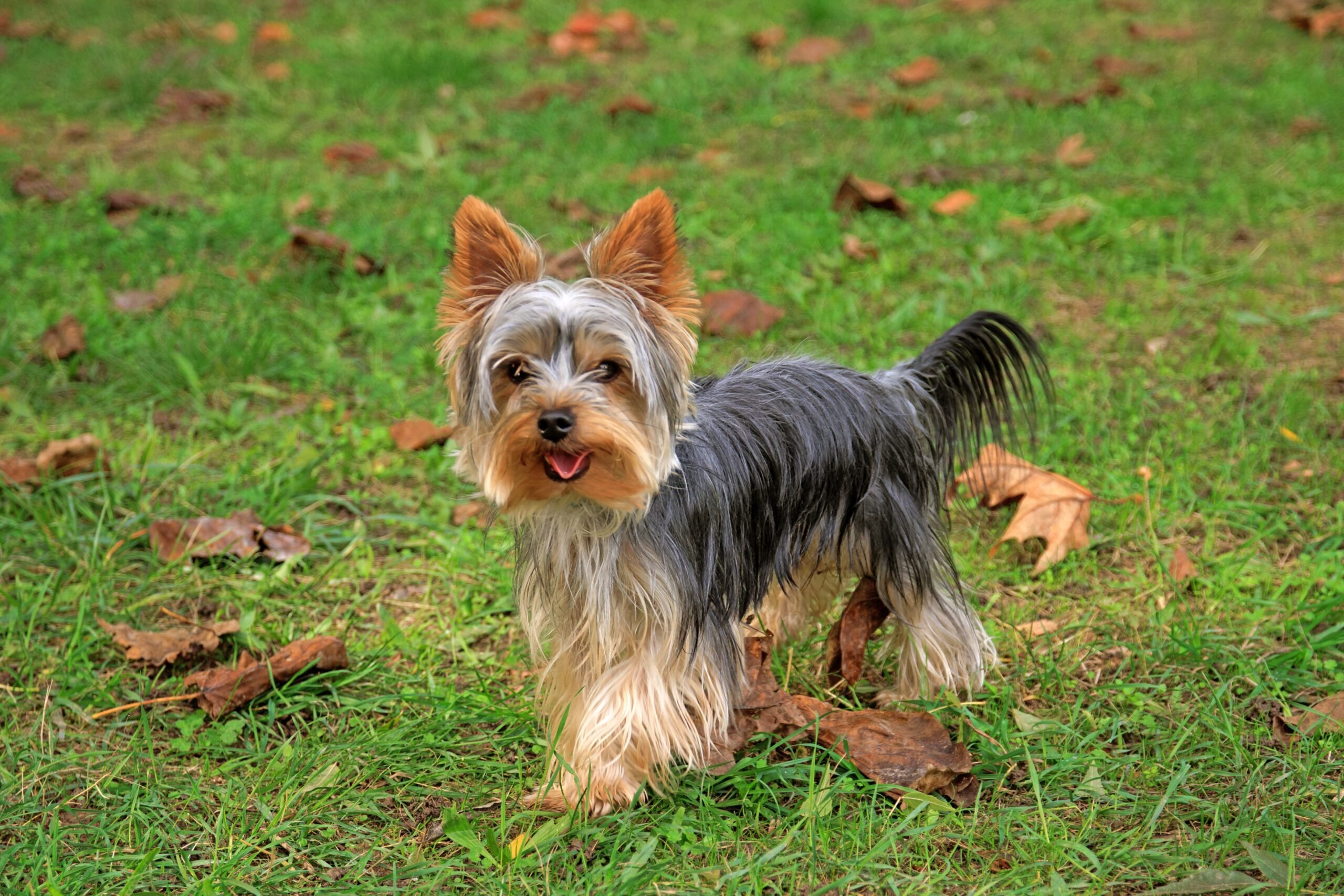 yorkshire terrier in the field