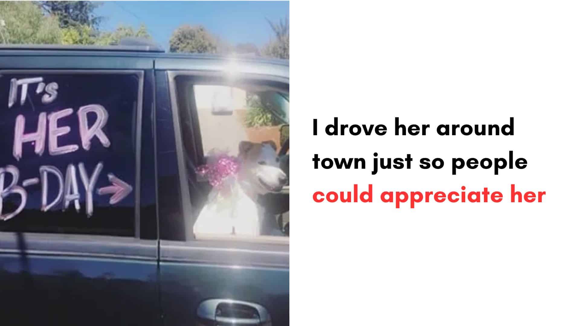 15 Dogs That Got A Very Special Treatment From Their Hoomans