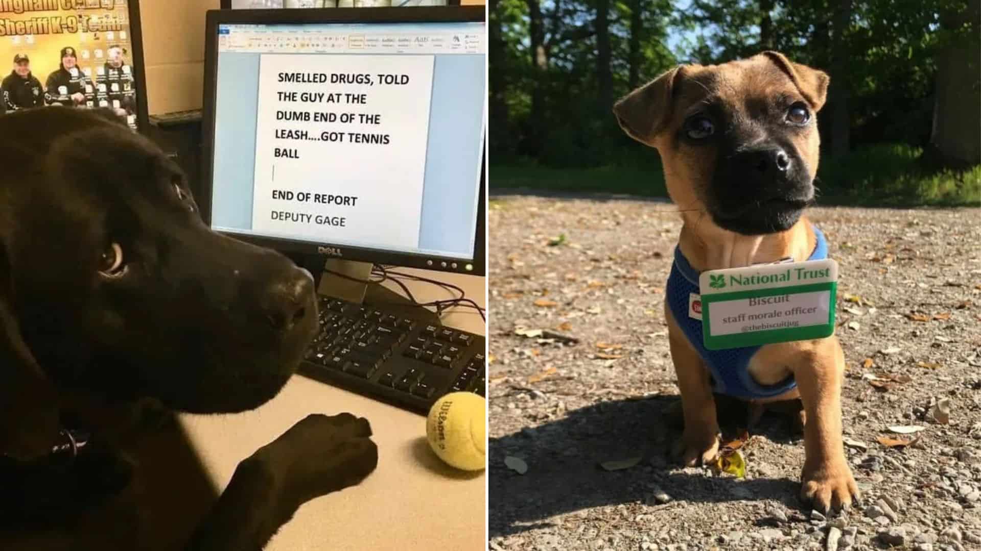 a dog who does amazing things at work