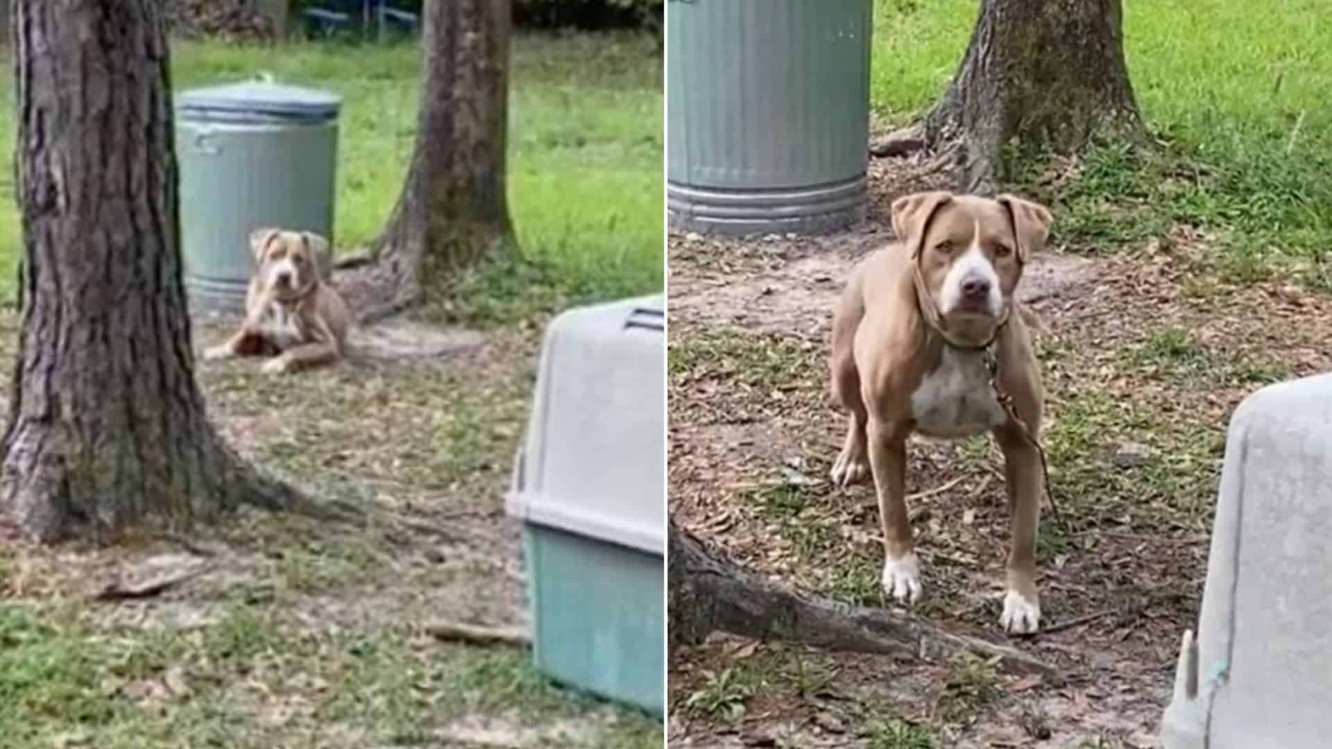 New Homeowners Were Heartbroken To Find A Dog Chained In The Yard So They Decided To Help