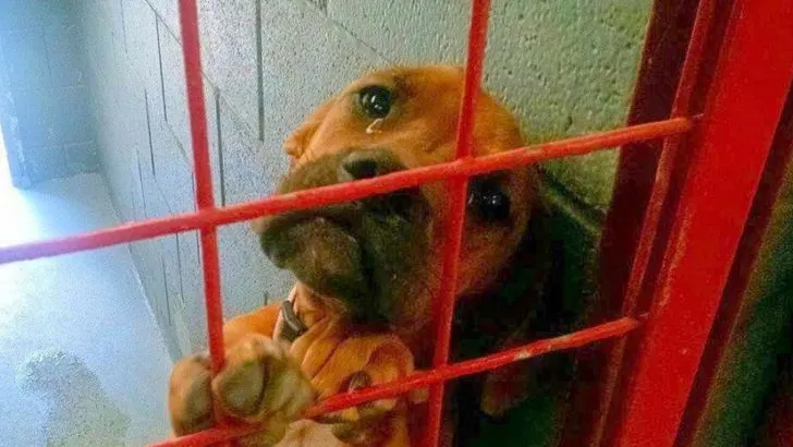 A Photo Of A Crying Dog Made People Adopt Dogs From The Shelter