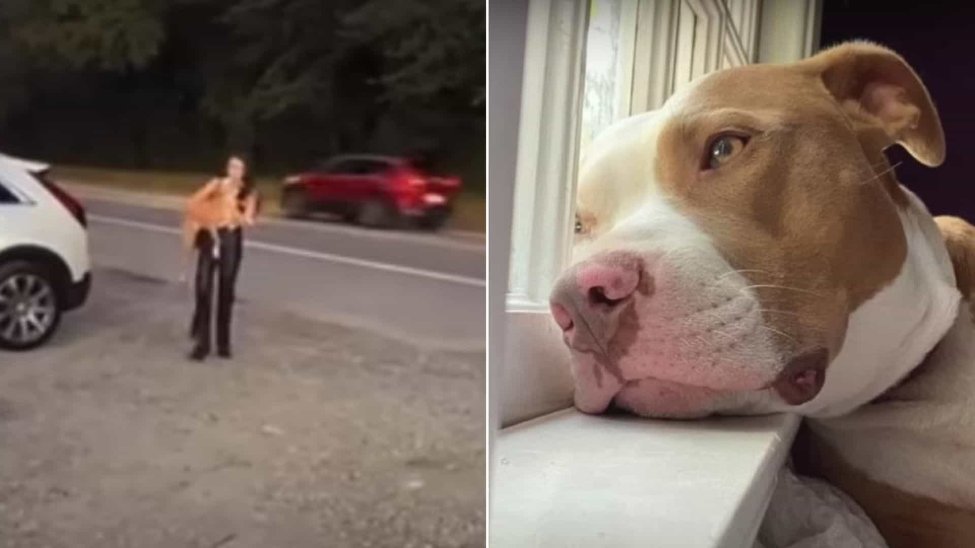 sad pit bull by the window