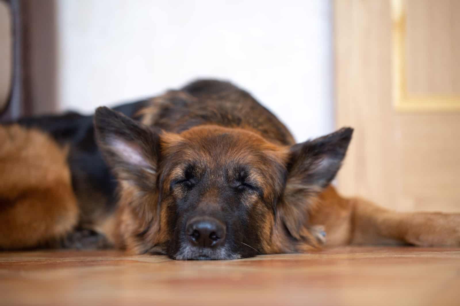 A beautiful German shepherd dog with long hair is sleeping.