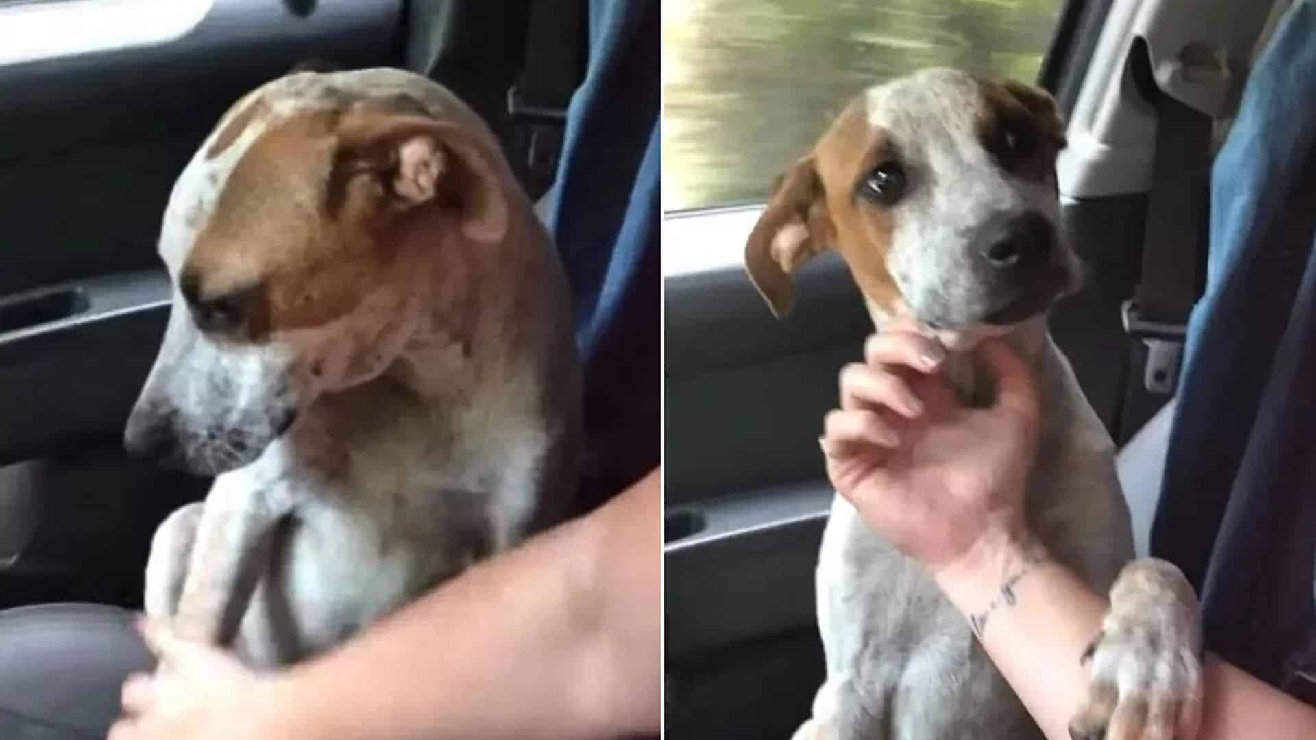 abandoned dog showing gratitude