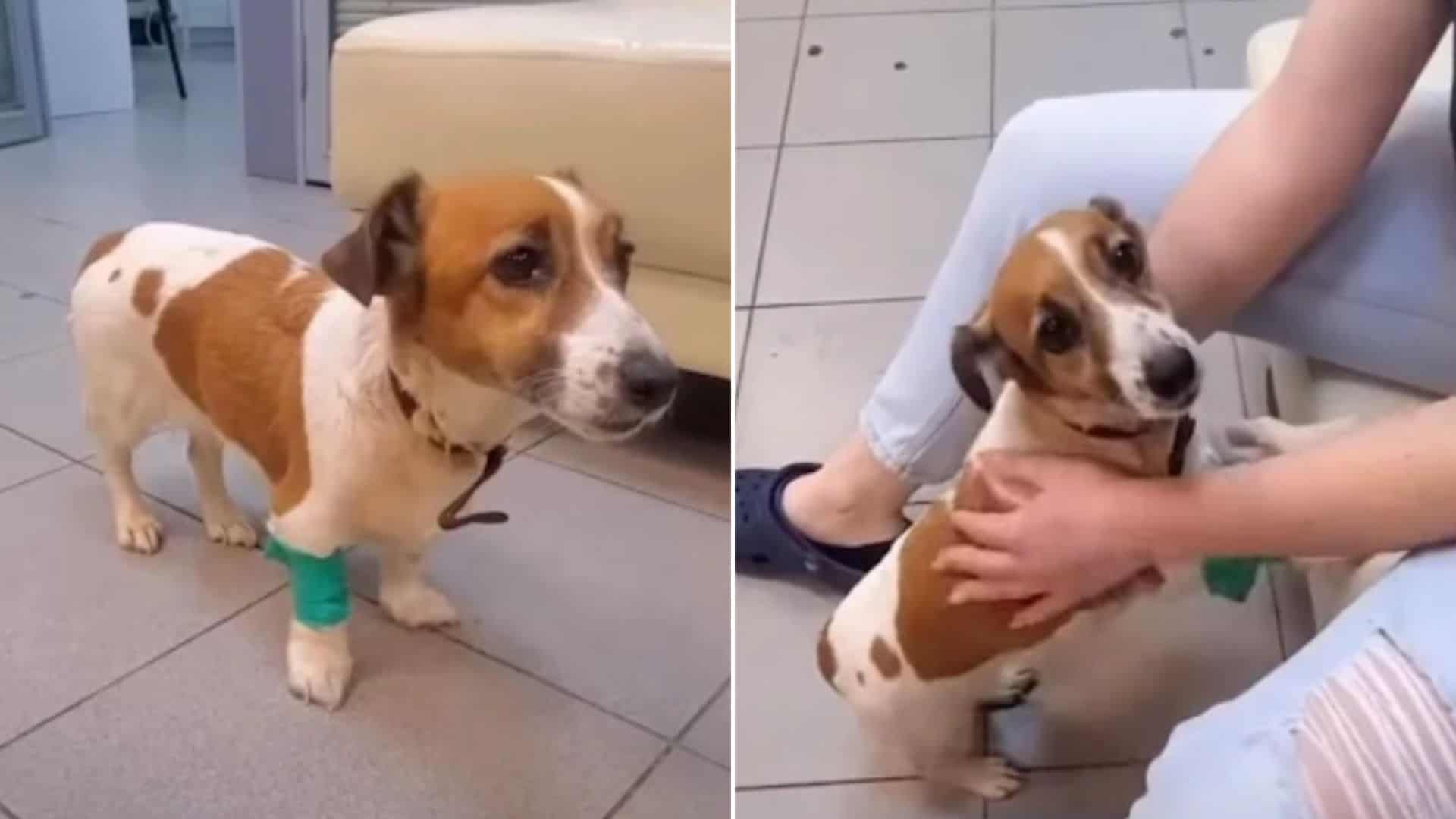 Dog Rescued From A Construction Site Feels Love After Long Time