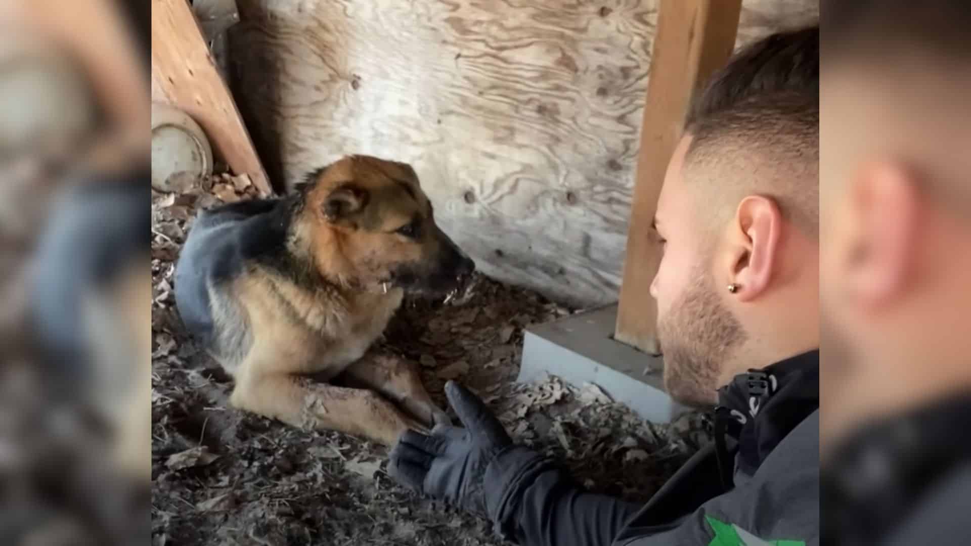 abused GSD gets a second chance at life