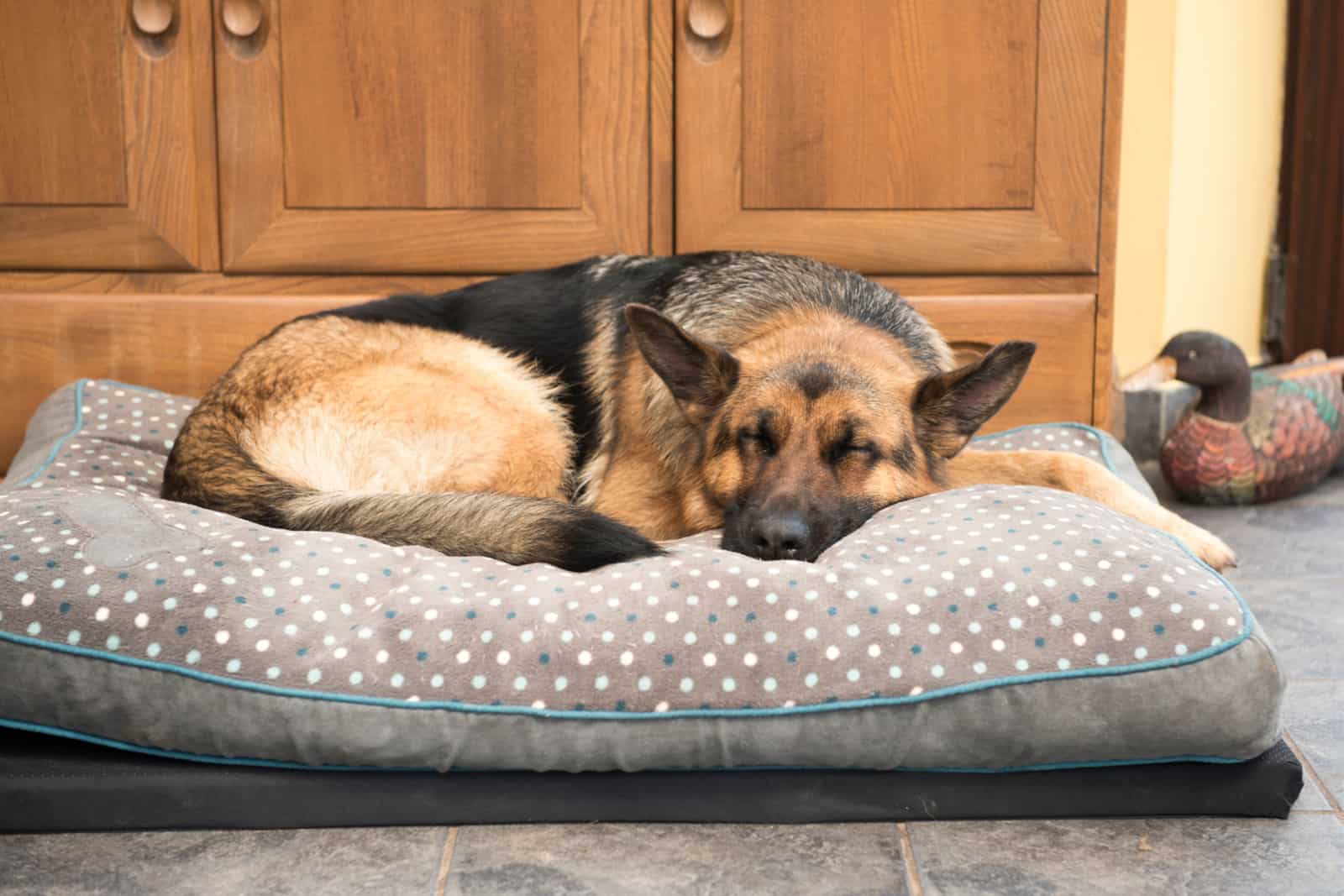 Beautiful German Shepherd dog sleeping in a comfy bed