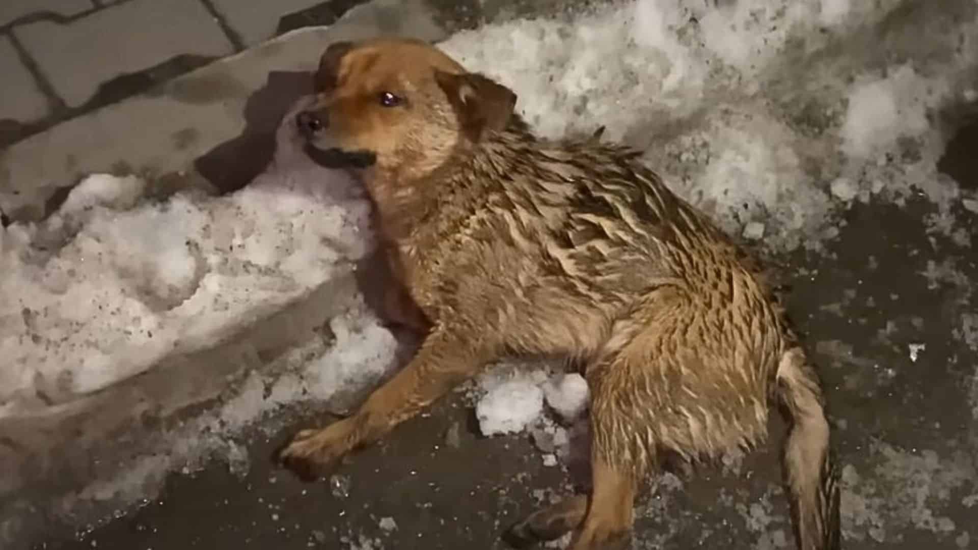 Hit By A Truck, This Puppy Was Desperately Looking For A Savior