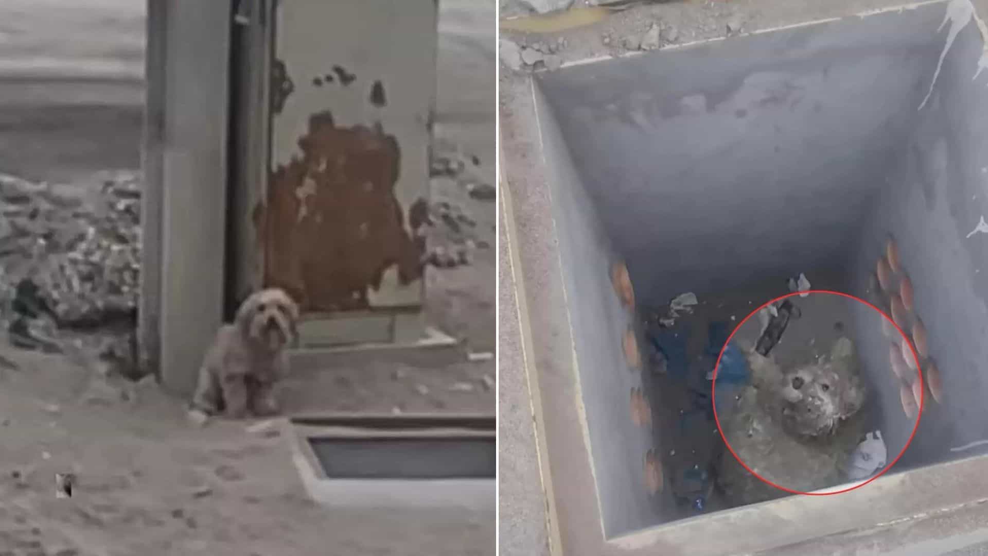 Dog Did Not Want To Abandon His Friend Who Was Trapped In A Hole Until Rescuers Came