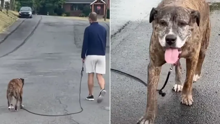 The Whole Town Came To See Mellow As He Walks His Final Walk, Defeated By Cancer