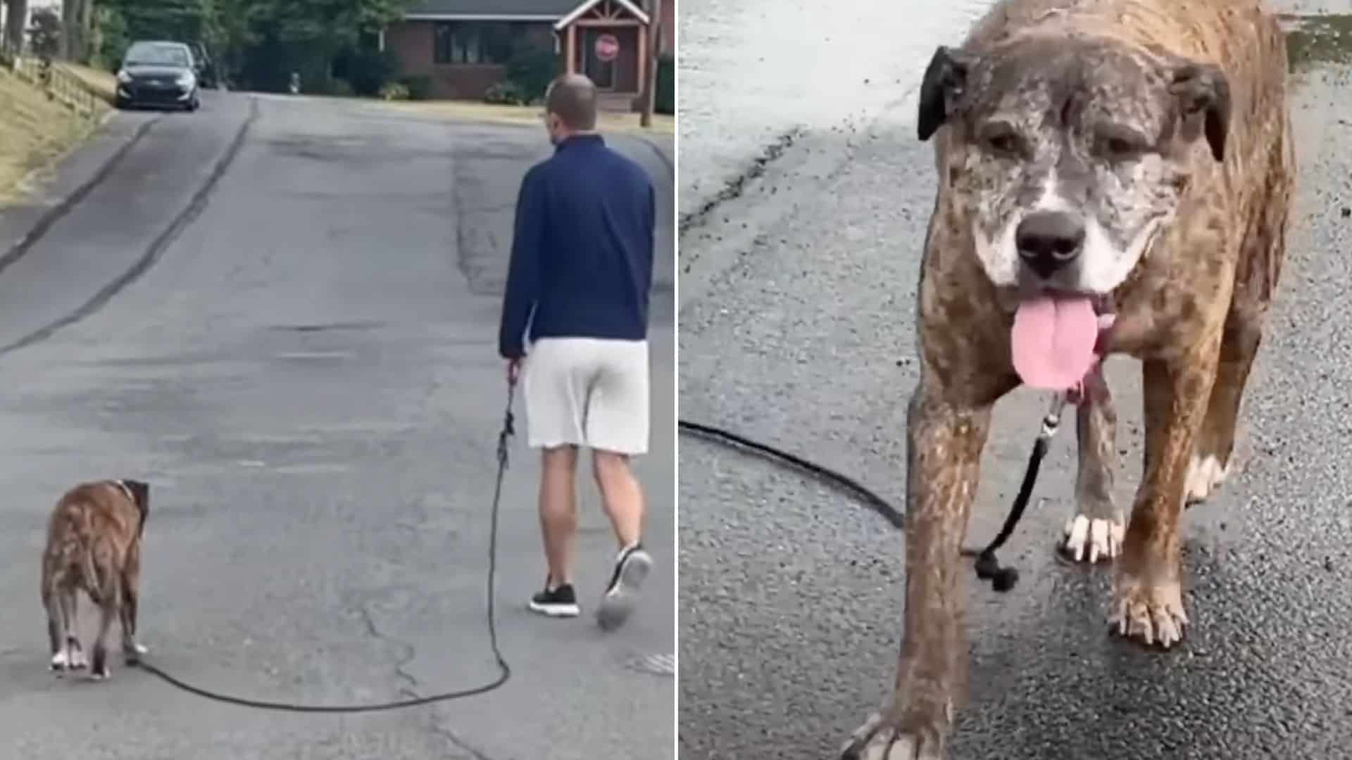 Entire Neighborhood In Pennsylvania Decided To Show Up At This Sick Dog’s Final Walk As A Sign Of Respect