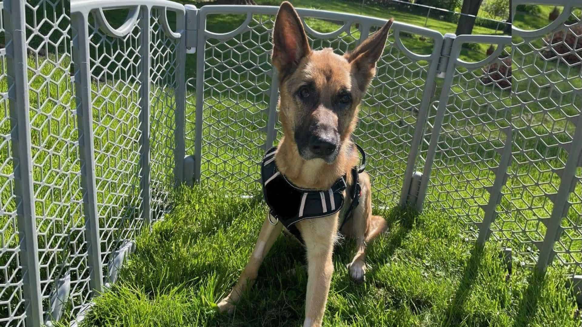 german shepherd sitting and looking at the camera