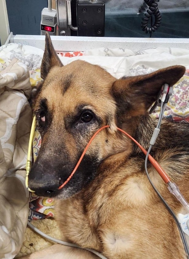 German shepherd on appliances