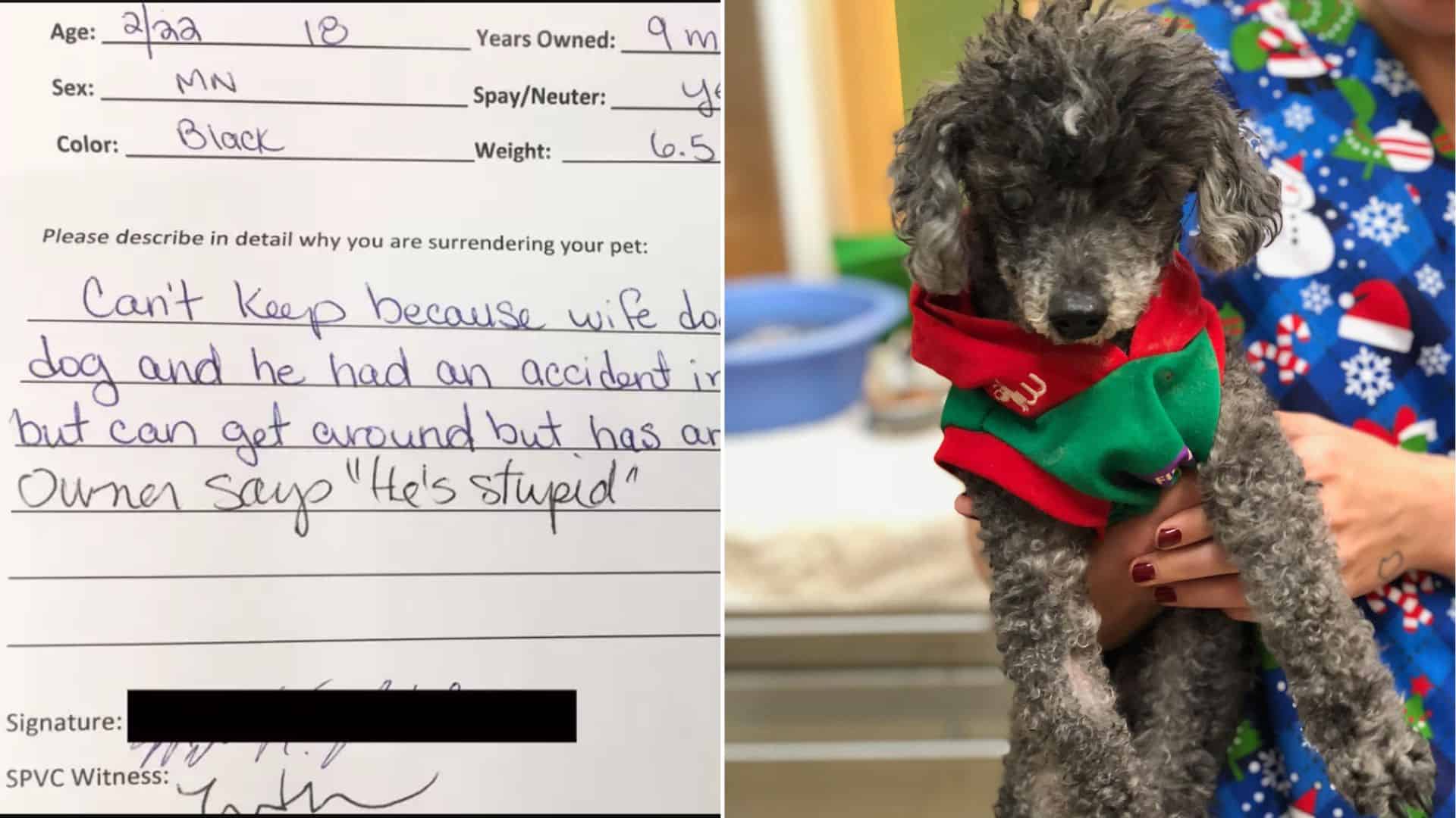 Owner Wanted To Euthanize His 18-Year-Old Dog Because ‘He’s Stupid’ But Rescuers Had Other Plans