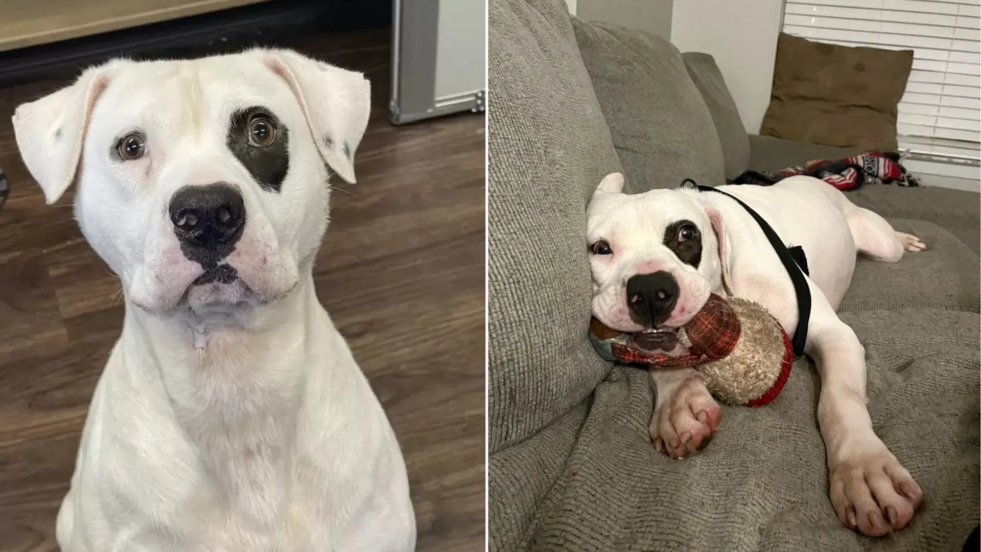 A Dog Who Spent A Year In The Shelter Finally Gets To Take A Nap In His New Home