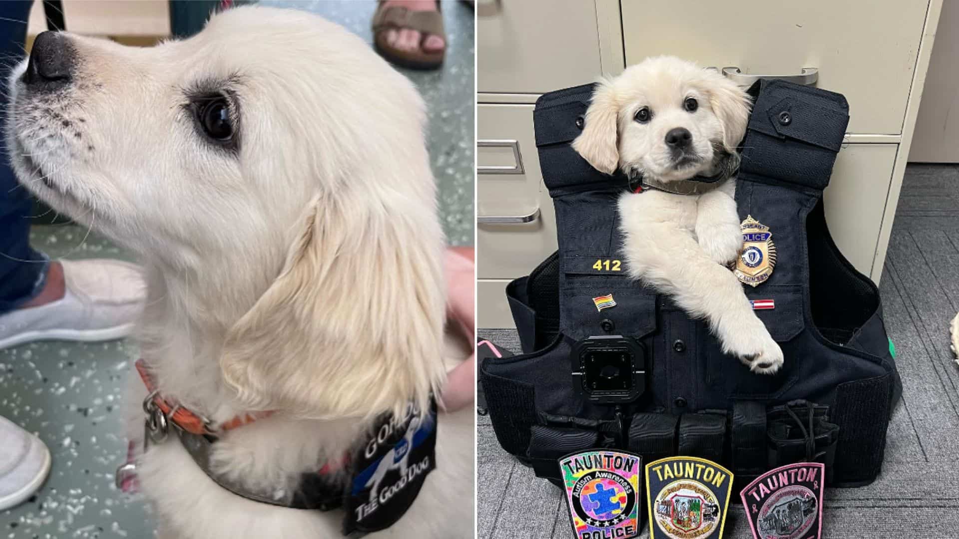 Maggie Is The Sweetest Police Comfort Dog You’ll Ever See