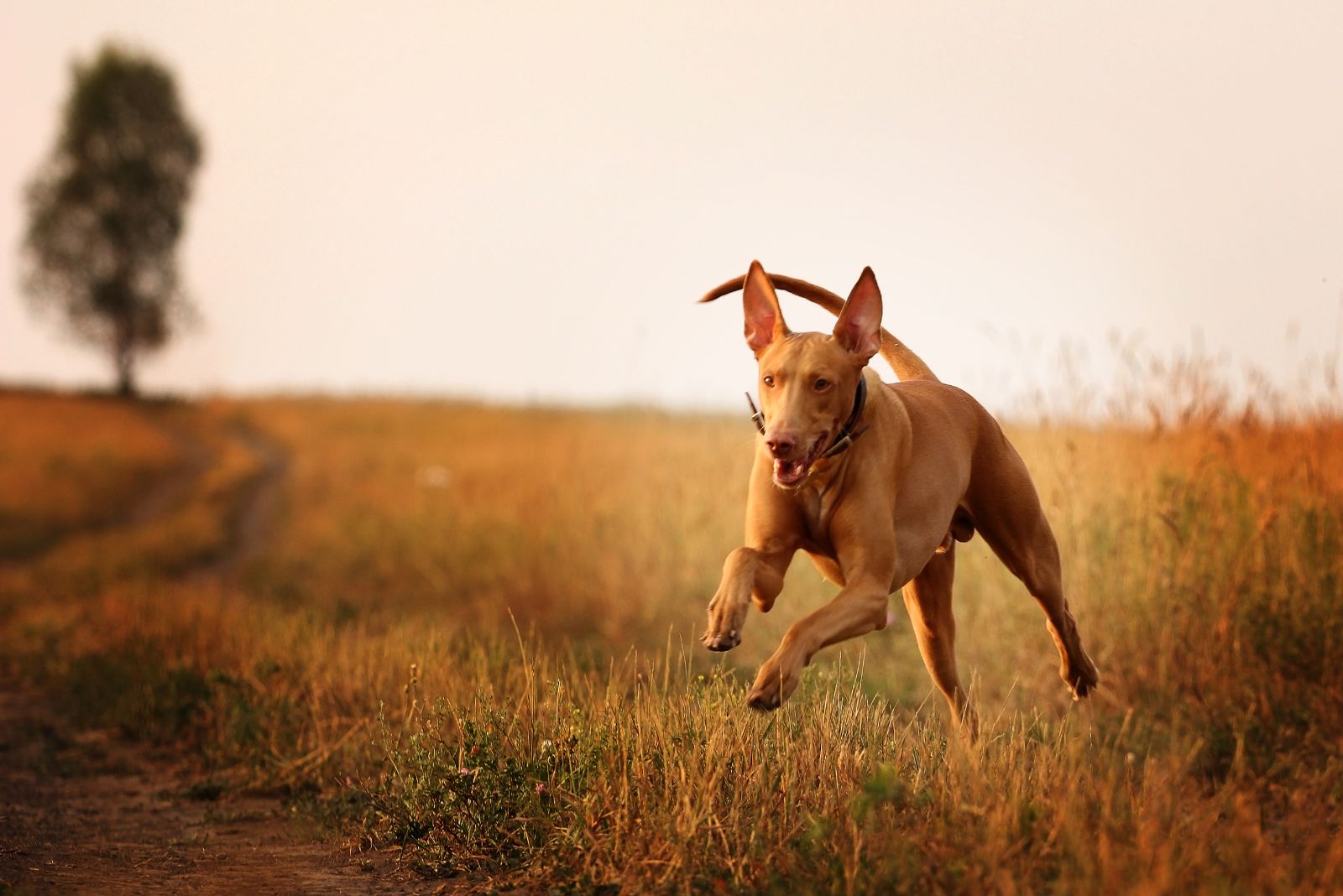 pharoah hound running in field