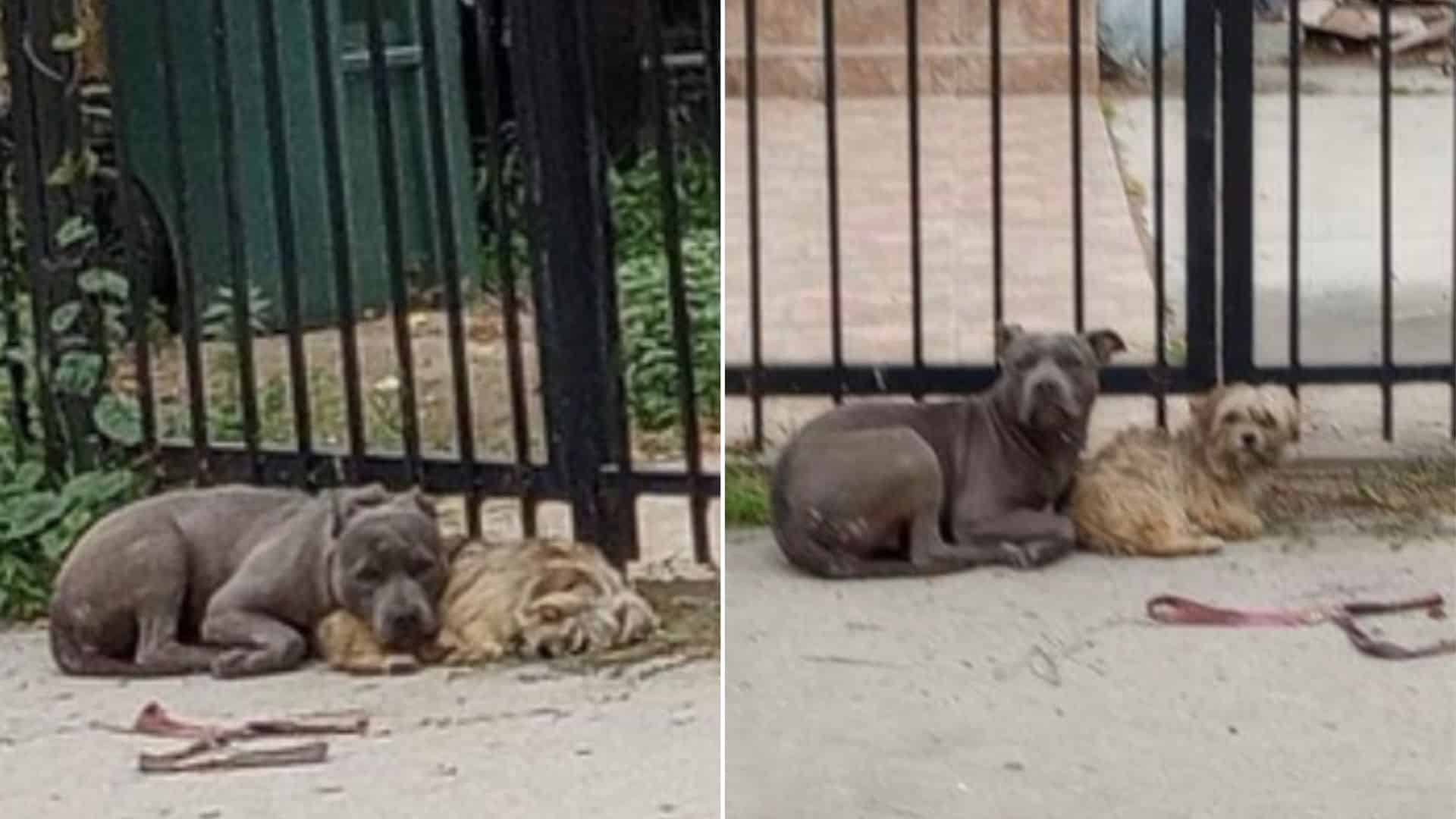 dogs together on the street