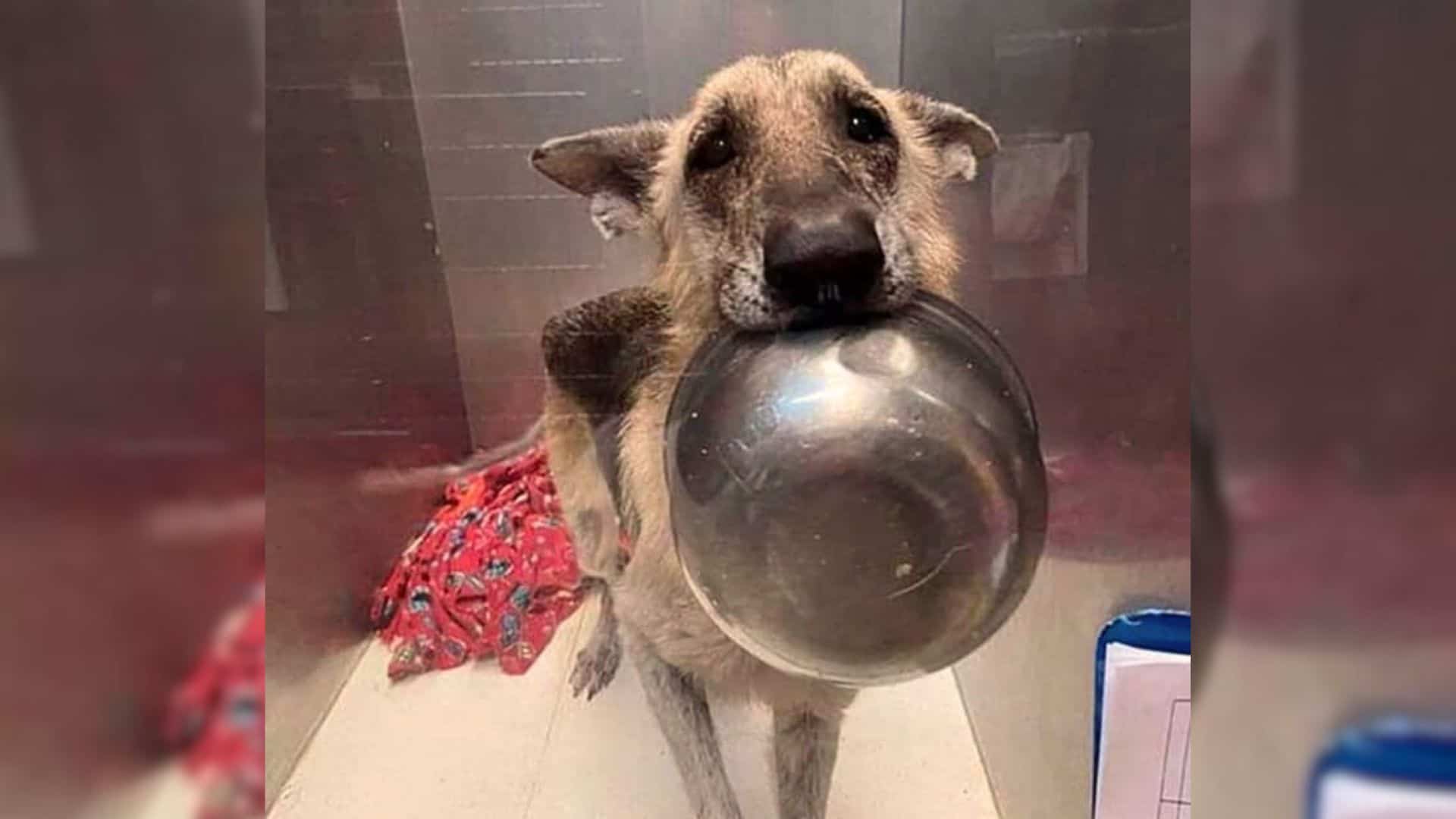 Smart Shelter Dog Held A Bowl In The Mouth To Let Rescuers Know She Wants Treats