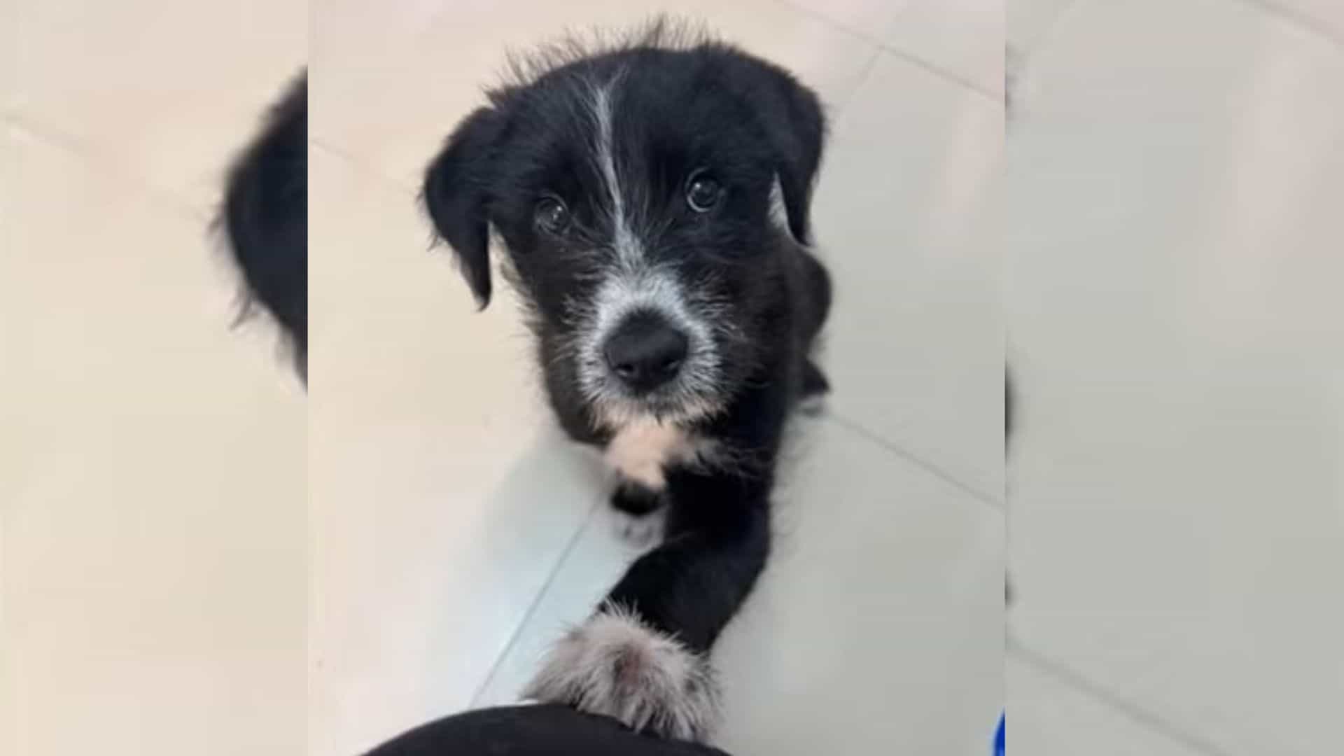 Pup Found As A Ray Of Sunshine In A Pile Of Rubbish