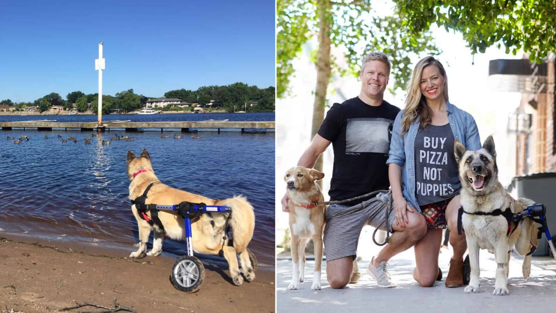 german shepherd dog with wheelchair